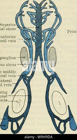 Archiv Bild von Seite 1072 von Cunningham's Lehrbuch der Anatomie (1914). Cunninghams Lehrbuch der Anatomie cunninghamstextb 00 cunn Jahr: 1914 (ENTWICKLUNG DER VENEN. 1039 und jeder erhält Nebenflüsse von den entsprechenden Hemisphäre und von der Optic Vesikel von der gleichen Seite. Nach kurzer Zeit eine anastomosing Bereich Kanal angezeigt wird, verbindet die intra-kranialen Teil jedes anterior Cardinal Vene mit der extra-kranialen Teil. Dieser Kanal wird als die Vena capitis Superior sagittal sinus Primitive anterior cerebral vein Taschenklappen ganglion Höhlenartigen sinus Primitive mittlere zerebrale Vene Rem Stockfoto