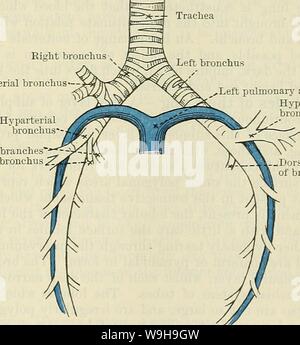 Archiv Bild von Seite 1130 von Cunningham's Lehrbuch der Anatomie (1914). Cunninghams Lehrbuch der Anatomie cunninghamstextb 00 cunn Jahr: 1914 (BOOT DER LUNGE. 1097 Acht bronchus der Pulmonalarterie nimmt eine andere Position auf beiden Seiten, in Bezug auf die Haupt- oder ungeteilten Teil des bronchus. Auf der rechten Seite es ist. unten platziert, während auf der linken Seite überquert den bronchus und nimmt eine höhere Ebene in der Pulmonalen root. Die zwei pulmonalvenen auf beiden Seiten liegen auf einem niedrigeren Niveau im Root der Lunge als die Lungenschlagader und bronchus, während die Superior von Th Stockfoto