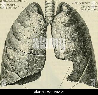 Archiv Bild von Seite 1126 von Cunningham's Lehrbuch der Anatomie (1914) Stockfoto