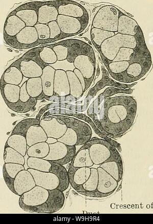 Archiv Bild von Seite 1165 von Cunningham's Lehrbuch der Anatomie (1914). Cunninghams Lehrbuch der Anatomie cunninghamstextb 00 cunn Jahr: 1914 (eine alveolus mit absondernden Zellen Bindegewebe Kanal Die meisten der Drüsen der Halbmond von gianuzzi Th? Hod 7 sind Beispiele für diese Sorte - z.b. die Sali - Drüsen variieren, die kleine Drüsen des Mundes, Abb. 895.- Abschnitt eine seröse Drüse auf der linken Seite, eine schleimige Drüse Zunge, Rachen, ceso - auf die acht Seite (Bohm und v. Davidoff.) phagus usw. In der serösen Drüse die granulare absondernden Zellen und die zentral platzierten Kern-A-Compound acinous keine sein sollten Stockfoto