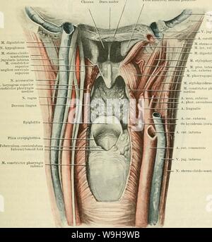 Archiv Bild von Seite 1172 von Cunningham's Lehrbuch der Anatomie (1914) Stockfoto