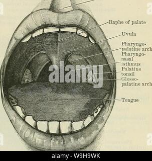 Archiv Bild von Seite 1176 von Cunningham's Lehrbuch der Anatomie (1914). Cunninghams Lehrbuch der Anatomie cunninghamstextb 00 cunn Jahr: 1914 (die PHAKYNX. 1145 (Abb. 903) stellt ein Dreieck, Sinus tonsillaris, vorher begrenzt durch die glosso - Pfälzer Arch, Posterior durch die pharyngo-pfälzischen Arch, und unten an den Seiten der Zunge in den Rachen teil. Dieser Bereich wird in den größeren Teil seiner Maße von der Tonsille belegt. Oberhalb der Tonsillen gibt es eine Depression, der Fossa supratonsillaris (Abb. 903), die von beträchtlichem klinischem Interesse. Der Arcus pnaryngopalatinus (O Stockfoto