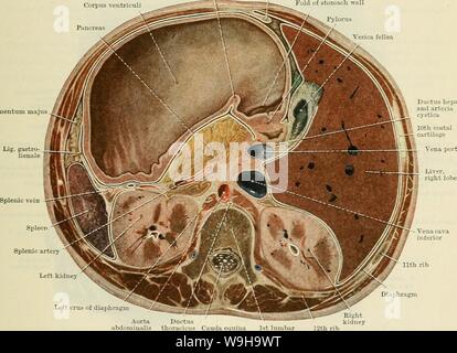 Archiv Bild von Seite 1202 von Cunningham's Lehrbuch der Anatomie (1914) Stockfoto