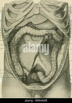 Archiv Bild von Seite 1204 von Cunningham's Lehrbuch der Anatomie (1914). Cunninghams Lehrbuch der Anatomie cunninghamstextb 00 cunn Jahr: 1914 (BEZIEHUNGEN UND VERBINDUNGEN DES MAGENS. 1171 Die superior Teil der Bauchspeicheldrüse zu den ersten Teil des Duodenums, Arterie. Sie umschließt die hepatische Größe und Kapazität des Magens. - Wahrscheinlich kein Organ im Körper hängt mehr an Größe innerhalb der Grenzen der Gesundheit als der Magen. Außerdem ist, wie das Gewebe so schnell ändern Nach dem Tod, Messungen an weich und entspannt Organe sind nicht nur wertlos, sondern ziemlich irreführend. Folglich ist es schwierig, Stockfoto