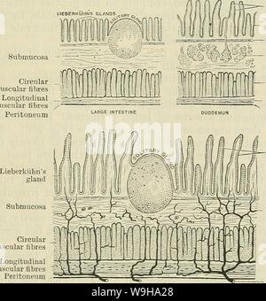 Archiv Bild von Seite 1212 von Cunningham's Lehrbuch der Anatomie (1914). Cunninghams Lehrbuch der Anatomie cunninghamstextb 00 cunn Jahr: 1914 (STKUCTUKE der Därme. 1179 - einen äußeren Stratum longitudinale, in dem die Fasern längs laufen, und eine innere Stratum circulare, in denen Sie sind kreisförmig entsorgt werden. Die muskulöse Fell ist in den Zwölffingerdarm dicker als in jedem anderen Teil des Dünndarms, schrittweise vermindert in der Stärke bis zum Ende des Ileums erreicht ist. Auf der anderen Seite, in den Dickdarm, es ist die dicksten im Rektum und dünner zu Beginn Stockfoto