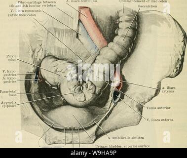 Archiv Bild von Seite 1255 von Cunningham's Lehrbuch der Anatomie (1914). Cunninghams Lehrbuch der Anatomie cunninghamstextb 00 cunn Jahr: 1914 (1222 DAS VERDAUUNGSSYSTEM. verschmilzt mit der Parietalen bauchfells an der hinteren Bauchwand, und ist vollständig in der Regel verloren. Die Persistenz Dieser mesenterium, in einem mehr oder weniger, erklärt die gelegentliche Präsenz des absteigenden mesocolon in der Erwachsenen. Iliaca Doppelpunkt. - Das entspricht dem Teil der 'sigmoid Biegung", die in die Fossa iliaca liegt, und es hat keine mesenterium. Es ist die direkte Fortsetzung des absteigenden Dickdarm, mit Stockfoto