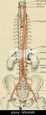 Archiv Bild von Seite 1375 von Cunningham's Lehrbuch der Anatomie (1914). Cunninghams Lehrbuch der Anatomie cunninghamstextb 00 cunn Jahr: 1914 (1342 der innersekretorischen Drüsen. mit den Ganglien des Herzens und der A. mesenterica inferior Plexus verbunden sind. Sie wurden im Zusammenhang mit der Ganglien auf der Oberfläche der Nebennieren entfernt berichtet, auf der Fläche und in den Sinus der Niere, der in Bezug auf den Harnleiter, der Prostata, des Nebenhodens, die Eierstöcke, die paroophoron und die retro-Peritonealen Pacini-körperchen, aber nicht in Verbindung mit den Ganglien der entdeckt. Stockfoto