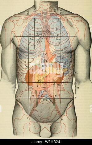 Archiv Bild von Seite 1457 von Cunningham's Lehrbuch der Anatomie (1914). Cunninghams Lehrbuch der Anatomie cunninghamstextb 00 cunn Jahr: 1914 (U 24 SUEOICAL SUEFACE UND ANATOMIE. Abb. 1106.- Anterior Aspekt der Amtsleitung, die Oberflächentopographie der Eingeweide. M.C. Mitte schlüsselbeinanteil Linie. P.S.: Para-stemal Linie. S. Inguinalen vertikale Linie. I.C. Infra-rippenbögen. T. Inter-tuberkulösen Linie. Py. Transpyloric Linie. T. in der Luftröhre. A. in der Aorta. R.L. Paght Lunge. L.L. Linke Lunge. Q.L. PI. Pleura. Ps. 0. (Ösophagus. R.U. R.K. Die rechte Niere. L.U. L.K. Links kidnev. C.I. Sp. Milz. E.I. S.R. Nebennieren Drüse. I. V. (Pa. Stockfoto