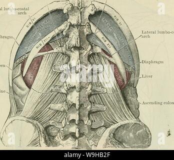 Archiv Bild von Seite 1436 von Cunningham's Lehrbuch der Anatomie (1914). Cunninghams Lehrbuch der Anatomie cunninghamstextb 00 cunn Jahr: 1914 (die GEEAT HEAET UND SCHIFFE. 1403 Die Wurzeln der Lunge sind gegenüber der Vierten, Fünften und Sechsten thorakalen Wirbelsäule, auf halbem Weg zwischen Ihnen und der Wirbelsäule Rand des Schulterblatts. Crus der Membran Seitliche lumbocostal S arch Membran Cms der Membran. T -.- IT-â-v d:!" u: "j-â ¢/arch Milz n Bild. 1095. âDissection hinter dem Verhältnis der beiden Pleuralen Sacs zu den Nieren zu zeigen. Umrisse von superior Teile der t Stockfoto