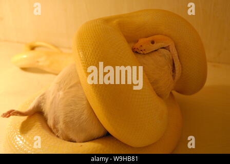 Eine goldene Python frisst ein Meerschweinchen in einem PET-Zentrum in Harbin, Provinz Heilongjiang im Nordosten Chinas vom 28. Juli 2007. Die goldenen Python stammt aus Birma Stockfoto