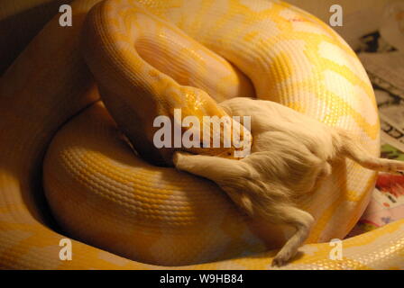 Eine goldene Python frisst ein Meerschweinchen in einem PET-Zentrum in Harbin, Provinz Heilongjiang im Nordosten Chinas vom 28. Juli 2007. Die goldenen Python stammt aus Birma Stockfoto