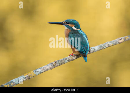 Eisvogel, Alcedo atthis, Eisvogel, Ornithologie, Fischen, Fluß, Vogel Stockfoto