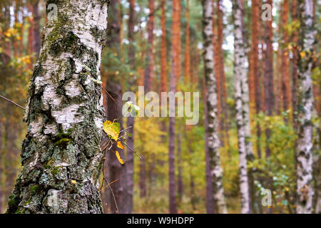 Birkenstamm im Birkenwald mit unscharfem Hintergrund. Stockfoto