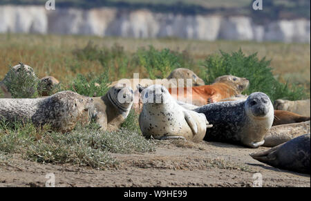 Bis 1400 Embargo Mittwoch August 14 Hafen (häufig) und graue Dichtungen aalen Sie sich in der Morgensonne in der Nähe von Sarre in Kent als ZSL (Zoologische Gesellschaft von London) führt ihre jährliche Dichtung Volkszählung ein umfassendes Bild der Bevölkerung von Erwachsenen Dichtungen und Pups während der Brutzeit in der Mündung der Themse geboren zu errichten. Stockfoto