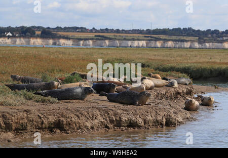 Hafen- und Kegelrobben sonnen sich in der Morgensonne in der Nähe von Ramsgate in Kent, da die ZSL (Zoological Society of London) ihre jährliche Robbenzählung durchführt, um ein umfassendes Bild der Population von erwachsenen Robben und Welpen zu erstellen, die während der Brutzeit in der Themse-Mündung geboren wurden. Stockfoto