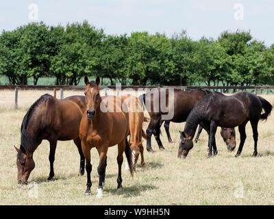 Eine Herde von ex-Rennen Pferde grasen friedlich in einem Sommer Paddock. Stockfoto