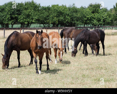 Eine Herde von ex-Rennen Pferde grasen friedlich in einem Sommer Paddock. Stockfoto
