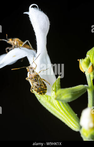 Kleine braune Insekt Bugs, die auf der Oberseite von einem kleinen weißen Blüten. Makro geschossen zu schließen. Stockfoto