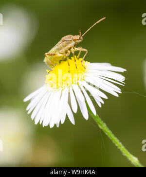 Eine kleine braune Insekten Käfer, die auf der Oberseite von einem kleinen weißen Blüten. Makro geschossen zu schließen. Stockfoto