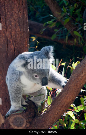 Sydney Australien, einheimische australische Koala im Baum Stockfoto