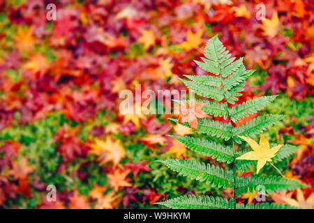 Grünen Farn im Herbst Jahreszeit mit Red maple fallen Decken auf dem Boden im Hintergrund in Japan Stockfoto