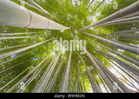 Die uprisen Winkel von Bambus Wald mit herrlichen Morgen Sonnenschein in Kyoto, Japan Stockfoto