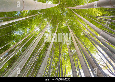 Die uprisen Winkel von Bambus Wald mit herrlichen Morgen Sonnenschein in Kyoto, Japan Stockfoto