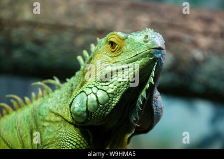 Sydney Australien, angesichts einer Grüner Leguan Stockfoto