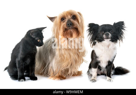 Schwarze Katze und kleine Hunde vor weißem Hintergrund Stockfoto