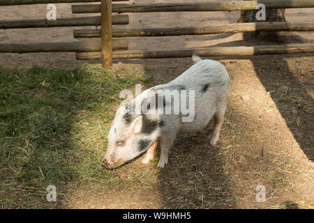 Süße gefleckte Schweinchen auf dem Bauernhof im Sommer. Stockfoto