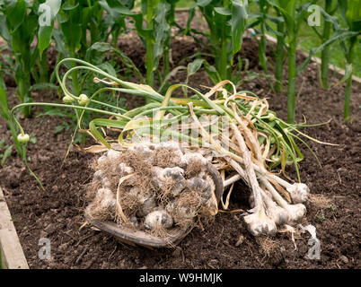 Frisch gegrabene Knoblauch Zwiebeln Stockfoto