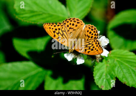 Männliche Silber - gewaschen fritillaryschmetterling am Dornbusch Stockfoto