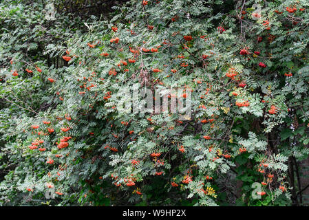 Sorbus aucuparia. Mountain Ash, Vogelbeeren auf Ästen Stockfoto