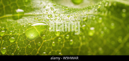 Banner der Regen fällt von transparenten regen Wasser auf einem grünen Blatt Makro. Hintergrund der Wassertröpfchen. Platz kopieren Stockfoto