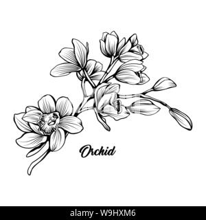 Orchid Filiale Hand gezeichnet Vector Illustration. Florale Kugelschreiber Skizze. Schwarze und weiße Clipart. Realistische wildflower Freihandzeichnen. Blühen, blühen. Isolierte monochrome Floral Design Element Stock Vektor