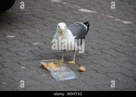 Seagull essen einen Kartoffelsalat Stockfoto