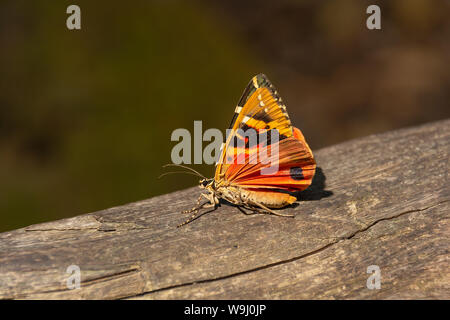 Nahaufnahme eines Schmetterlings Callimorpha Euplagia quadripunctaria. Jersey Tiger. Von der Seite. Tal der Schmetterlinge Petaloudes Rhodos Griechenland Stockfoto