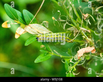 Box Tree caterpillar Essen das Grün Verlassen der Box Hedge und die Zerstörung der Box Tree - Schädlingsbekämpfung, Insekten, Zerstörung, invasion Stockfoto