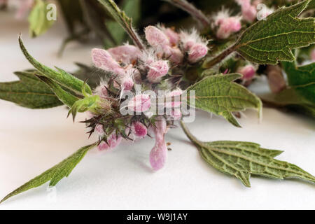 Wertvolle Heilpflanze - motherwort mit Blumen und Blätter auf einem weißen Hintergrund. Stockfoto
