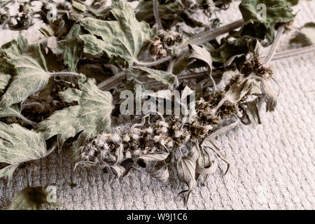 Wertvolle Heilpflanze - motherwort mit getrockneten Blüten und Blätter auf einem weißen Hintergrund. Stockfoto