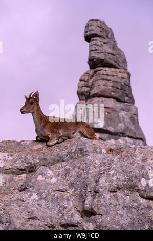 Europa, auf der Iberischen Halbinsel, Spanien, Andalusien, El Torcal de Antequera, der Spanische ibex (Iberischen wilde Ziege, 30074350 *** Local Caption *** Europa, auf der Iberischen Halbinsel, Spanien, Stockfoto