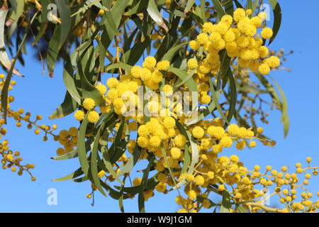 Australische Emblem Wattle Acacia Pycnantha Stockfoto