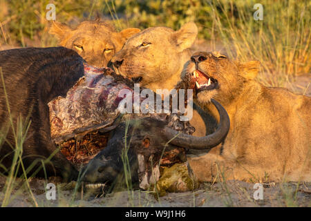 Afrika, Südliches Afrika, Afrika, Botswana, Okavango, Abu, Stolz von Lion Fütterung in der freien Wildbahn 30074405 *** Local Caption *** Afrika, Südliches Afrika, Stockfoto