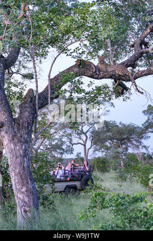 Afrika, Südliches Afrika, Afrikanische, Nordosten, Sabi Sand Private Game Reserve, Leute beobachten Leopard mit Jungen, 30074479 *** Local Caption *** Af Stockfoto