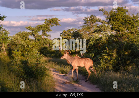 Afrika, Südliches Afrika, Afrikanische, Nordosten, Sabi Sand Private Game Reserve, Kudus, 30074491 *** Local Caption *** Afrika, Südliches Afrika, Afrika Stockfoto