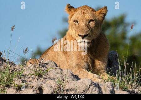 Afrika, Südliches Afrika, Afrikanische, Nordosten, Sabi Sand Private Game Reserve, Löwe,, 30074494 *** Local Caption *** Afrika, Südliches Afrika, Afrika Stockfoto