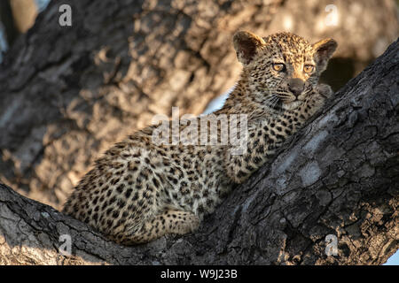 Afrika, Südliches Afrika, Afrikanische, Nordosten, Sabi Sand Private Game Reserve, Leopard, Panthera Pardus,, 30074518 *** Local Caption *** Afrika, Sou Stockfoto