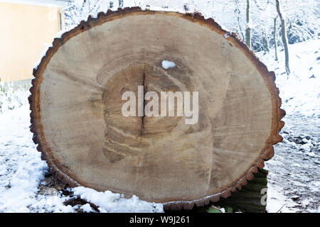 Querschnitt durch einen Schnitt unten 170 Jahre alten Slawonische Eiche (Quercus robur) slavonica Baum im Winter Stockfoto