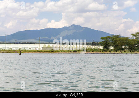 Blume Bauernhof Zelte von Lake Naivasha mit Mount Longonot im Hintergrund, Kenia, Ostafrika Stockfoto