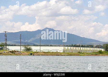 Blume Bauernhof Zelte von Lake Naivasha mit Mount Longonot im Hintergrund, Kenia, Ostafrika Stockfoto